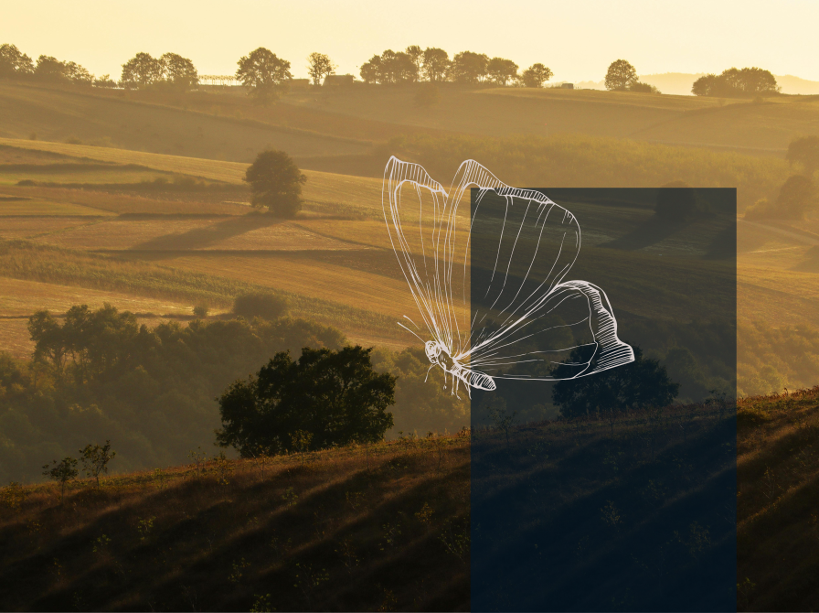 Bakker i efterårsfarver og sommerfugl i stregtegning